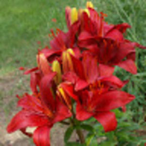 Meet your Posher, Mandy